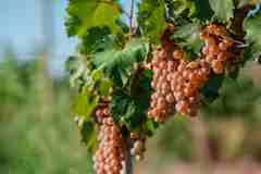 Nature Genetics | Vitis Super Pangenome Released
